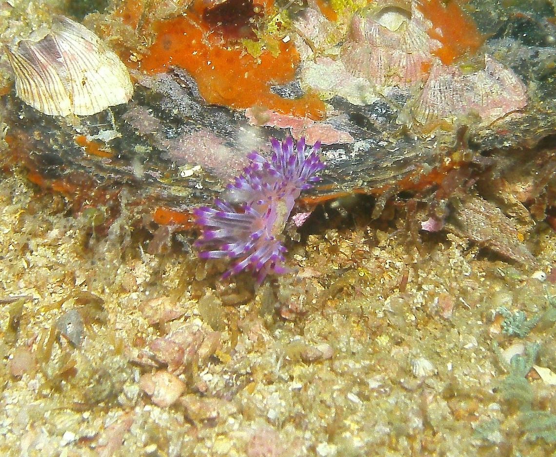 Flabellina rubrolineata Seen in Malapascua, Philippines (2012). Photo by Mark Bockstael, my husband.<br />
It is a species of sea slug, an aolid nudibranch, in the family Flabellinidae. It can grow to 3 cm and its color can variate from cream or pink to violet, rhinophores with darker tone in their tips.<br />
Habitat: This species is distributed in the Western Pacific Ocean and can be commonly found in the Philippines and Malaysia.       Fall,Flabellina rubrolineata,Geotagged,Philippines