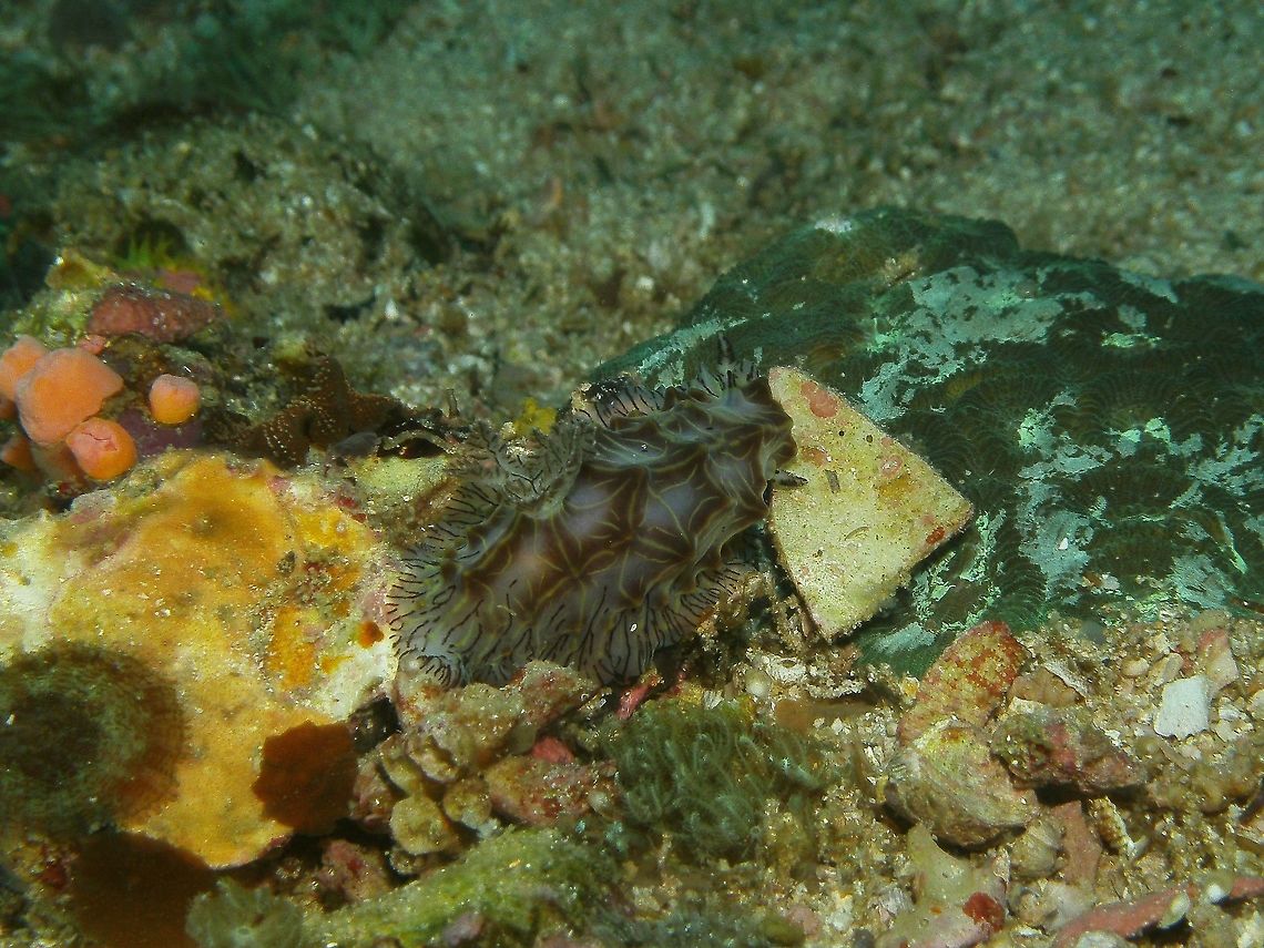 Halgerda wileyi Seen in Malapascua, Philippines (2012). Photo by Mark Bockstael (my husband).<br />
Halgerda willeyi is a species of sea slug. It is a dorid nudibranch, and shell-less marine gastropod mollusk in the family Discodorididae. The body of the Halgerda willeyi is rigid, with soft curves and various colours. White or gray with interconnected yellow-topped ridges and numerous black and yellow lines between. This species is a fairly large halgerdid, and can reach 8 cm. Halgerda willeyi can be found throughout the western Indo-Pacific, including Taiwan, Vietnam, Myanmar, Egypt, Indonesia, Malaysia and Australia and in the Red Sea. Fall,Geotagged,Halgerda willeyi,Philippines