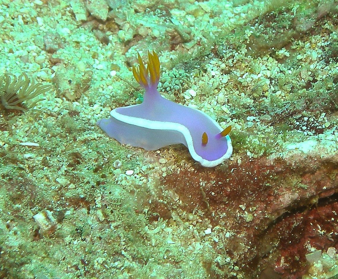 Hypselodoris BULLOCKII Seen in Malapascua, Philippines (2012). Photo by Mark Bockstael (my husband).<br />
Hypselodoris bullockii is a species of colorful sea slug or dorid nudibranch, a marine gastropod mollusk in the family Chromodorididae. To 10 cm (4 in.). Purple with speckled-white marginal band. Orange rhinophores and tall yellow-orange gill.<br />
This nudibranch is found in the tropical Western Pacific Ocean.                Bullocks Hypselodoris,Fall,Geotagged,Hypselodoris bullockii,Philippines