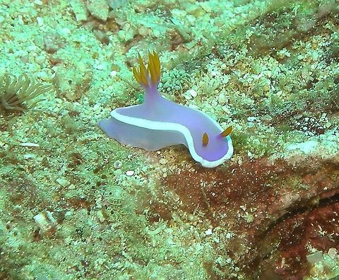 Hypselodoris BULLOCKII Seen in Malapascua, Philippines (2012). Photo by Mark Bockstael (my husband).
Hypselodoris bullockii is a species of colorful sea slug or dorid nudibranch, a marine gastropod mollusk in the family Chromodorididae. To 10 cm (4 in.). Purple with speckled-white marginal band. Orange rhinophores and tall yellow-orange gill.
This nudibranch is found in the tropical Western Pacific Ocean.                Bullocks Hypselodoris,Fall,Geotagged,Hypselodoris bullockii,Philippines