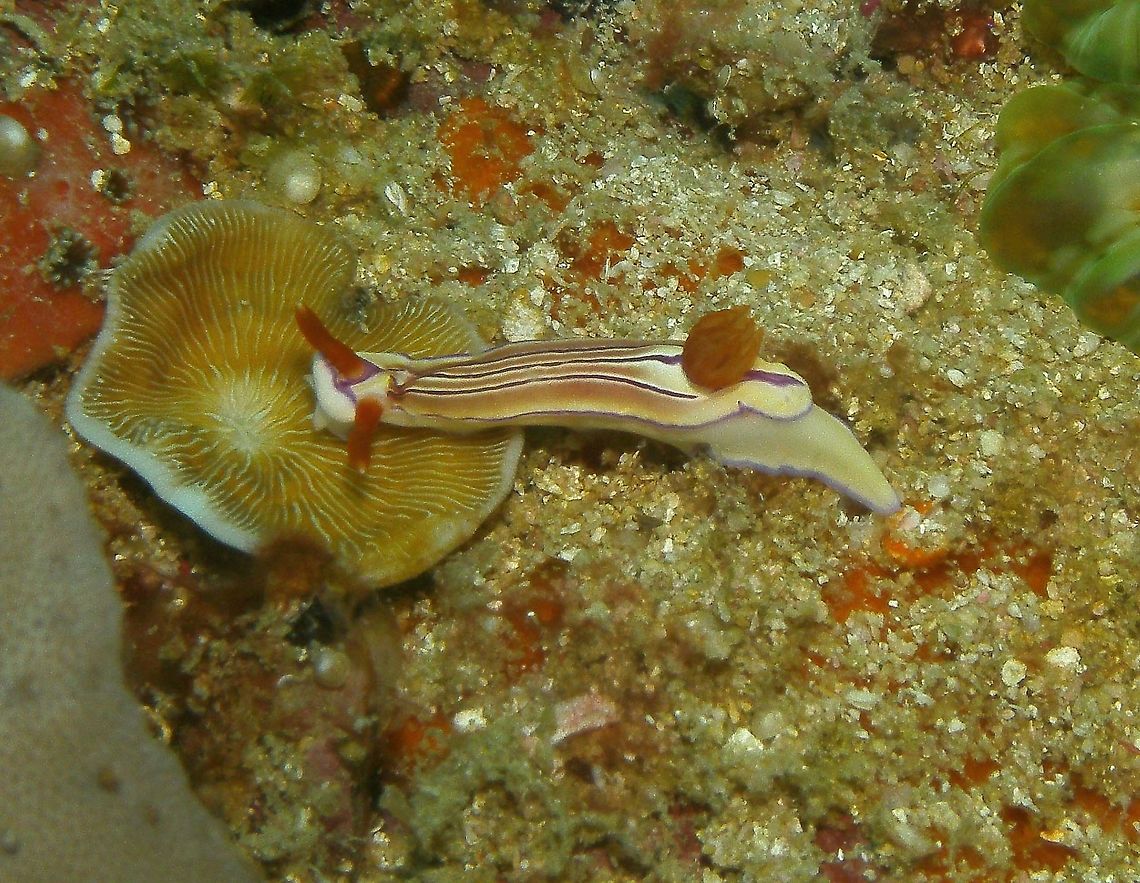 Hypselodoris emma Seen in Malapascua, Philippines (2012). Photo by Mark Bockstael (my husband). Hypselodoris emma is a species of sea slug or dorid nudibranch, a marine gastropod mollusk in the family Chromodorididae. This nudi has a pale-yellow body and a purplish-blue mantle edge and foot. There are typically three purple lines running longitudinally down the length of the dorsum. The gills and rhinophores are reddish brown. Hypselodoris emma can reach a total length of at least 40 mm and has been observed feeding on sponges from the genus Dysidia.<br />
Habitat: This nudibranch is found throughout the tropical Indo Pacific Ocean.                  Fall,Geotagged,Hypselodoris emma,Philippines