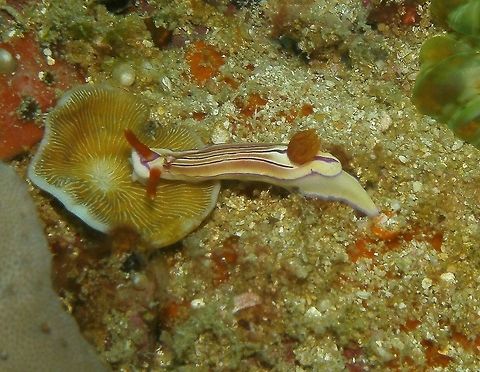 Emma's Hypselodoris