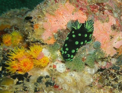 Nembrotha cristata Seen in Malapascua, Philippines (2012). Photo by Mark Bockstael (my husband). 
Nembrotha cristata is a species of colorful sea slug, a dorid nudibranch, a marine gastropod mollusk in the family Polyceridae.This nudibranch is a large black nembrothid that grows to at least 50 mm in length. Its body is covered with green pustules. The rhinophores and gills are black, edged in green. This species looks similar in appearance to Nembrotha yonowae.
Habitat: This species occurs in the tropical Indo-West Pacific Ocean. Fall,Geotagged,Nembrotha cristata,Philippines