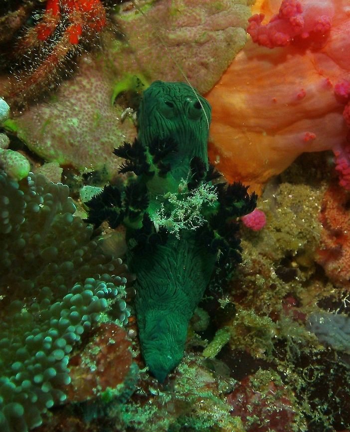 Nembrotha milleri Seen in Malapascua, Philippines (2012). Photo by Mark Bockstael (my husband).<br />
Nembrotha milleri is a species of sea slug, a dorid nudibranch, a marine gastropod mollusk in the family Polyceridae. This species was named after the nudibranch enthusiast Michael D. Miller. This animal can reach a total length of at least 60 mm. It has a grey-green to dark green body with blackish longitudinal wrinkles running down the length of the body. A different color form with pale yellowish green background has been observed around Taiwan. The rhinophores and gills are typically black.<br />
Habitat: This species occurs in the tropical Indo-Pacific Ocean.             Fall,Geotagged,Nembrotha milleri,Philippines,nembrotha milleri