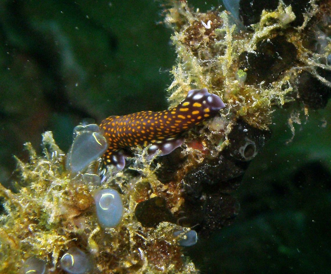 Linda's Flatworm Seen in Malapascua, Philippines (2012). Photo by Mark Bockstael (my husband). It is a marin Flatworm species that belongs to the Pseudocerotidae family. Pseudoceros lindae can reach a length of 50&ndash;80 millimetres (2.0&ndash;3.1 in). The upper surface of the thick and elongated body shows a wine color (burgundy) background with turquoise margins and a variable number oval to round yellow-golden spots. This pattern may vary from one individual to another especially in the density of points. The ventral side is light purple. Each pseudotentacle is formed by a broad simple fold of the anterior margins of the body. Also pharynx is formed by highly elaborated folds. This species is a simultaneous hermaphrodite, so it can make cross fecundation. There is a single male reproductive organ, that penetrates in any part of the mate's body, and the females have a short vagina directed backwards. These flatworms are benthic and diurnals. Because of their aposematic colors, they have no fear to crawl around to feed. "Pseudoceros lindae" feeds on various colonial ascidians.<br />
Habitat: It can be found in the external slope or top coral reef.This species is widespread in the tropical Indo-Pacific, from Madagascar and the eastern cost of Africa to Indonesia, Philippines and the Great Barrier Reef of Australia.          Fall,Geotagged,Philippines,Pseudoceros lindae