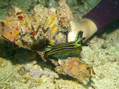 Roboastra luteolineata Seen in Malapascua, Philippines (2012). Photo by Mark Bockstael (my husband). 
Roboastra luteolineata is a species of sea slug, a polycerid nudibranch, a marine gastropod mollusc in the family Polyceridae. It is quite large in comparison to most other sea-slugs (to 6 cm (2 1/4 in.)). You can compare sizes with my arm and hand just next to  it. It is black, with yellow lines running lengthwise down the body. It can be distinguished from other similar-looking nudibranchs by the light green patches on the top of the head between its rhinophores. It is a fast-moving species. Feeds on other nudibranchs, actively hunting them out.
Habitat: This species occurs in the tropical Indo-Pacific Ocean. It has been observed as far north as Japan in the Northern Hemisphere and as far south as the Poor Knights Islands in New Zealand in the Southern Hemisphere. Fall,Geotagged,Philippines,Roboastra luteolineata,Ruboastra luteolineata