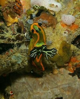 Tambja olivaria Seen in Malapascua, Philippines (2012). Photo by Mark Bockstael (my husband).
 Fall,Geotagged,Philippines,Tambja gabrielae,Tambja gabriellae,Tambja olivaria