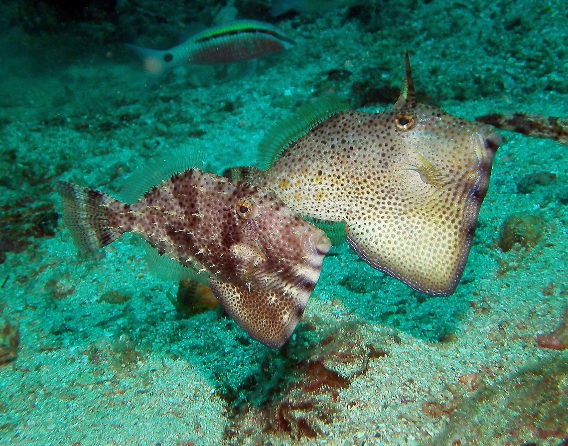 Strapweed filefish Seen in Malapascua, Philippines (2012). Photo by Mark Bockstael (my husband).<br />
A filefish from the Moncanthidae that can reach 24 cm (9 in.). Mottled shades of yellow to brown, greenish brown, tan and grayish white. Covered with numerous spots, usually darkish blotch behind and below eye.<br />
Habitat: Strap-weed filefish are often found in pairs and inhabit reefs across the Indian and Pacific oceans. Fall,Geotagged,Philippines,Pseudomonacanthus macrurus,Strap-weed filefish