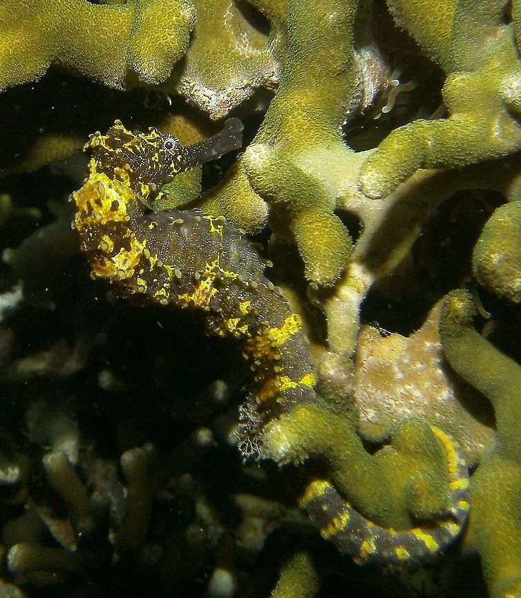 Tiger Tail Sea Horse Seen in Malapascua, Philippines (2012). Photo by Mark Bockstael (my husband). <br />
Seen during a night dive. Big fat sea horses of at least 15 cm long. Dark body with yellow patches. Listed as Vulnerable (VU A2bd+4bd) based on suspected declines of 30-50% caused by incidental catch, targeted catch and habitat degradation.<br />
Habitat: Hard coral and sand floors. It occurs in coastal areas of the southeast Asian countries of Cambodia, Indonesia, Malaysia, Singapore, Thailand, Vietnam, the Philippines, and the Andaman Islands. Fall,Geotagged,Hippocampus comes,Philippines,Tiger tail seahorse