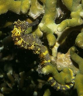 Tiger Tail Sea Horse Seen in Malapascua, Philippines (2012). Photo by Mark Bockstael (my husband). 
Seen during a night dive. Big fat sea horses of at least 15 cm long. Dark body with yellow patches. Listed as Vulnerable (VU A2bd+4bd) based on suspected declines of 30-50% caused by incidental catch, targeted catch and habitat degradation.
Habitat: Hard coral and sand floors. It occurs in coastal areas of the southeast Asian countries of Cambodia, Indonesia, Malaysia, Singapore, Thailand, Vietnam, the Philippines, and the Andaman Islands. Fall,Geotagged,Hippocampus comes,Philippines,Tiger tail seahorse