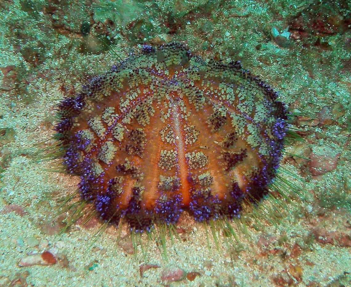 Variable Fire Urchin Seen in Malapascua, Philippines (2012). Photo by Mark Bockstael (my husband).<br />
Asthenosoma varium is a sea urchin (an echinoderm, a member of the phylum that also includes star fish ). To 22 cm (8 3/4 in.). Uniform arrangement of tightly packed spine clusters variable in color and length on a reddish spherical body. Long yellow thin spines on lower skirt. Its upper venom tipped spines, with distinctive globular swellings below the tip, can inflict a painful sting if handled; the pain lasts as long as several hours. This capacity, perhaps coupled with its reddish brown color, has given it the common name Fire Urchin.<br />
Habitat: Growing up to 22 cm (9 in.) in diameter, it lives on sand and rubble sea bottoms in the Indo-Pacific, from the Red Sea to Australia and Southern Japan.    Asthenosoma varium,Asthenosoma varium (Fire Urchin),Fall,Geotagged,Philippines
