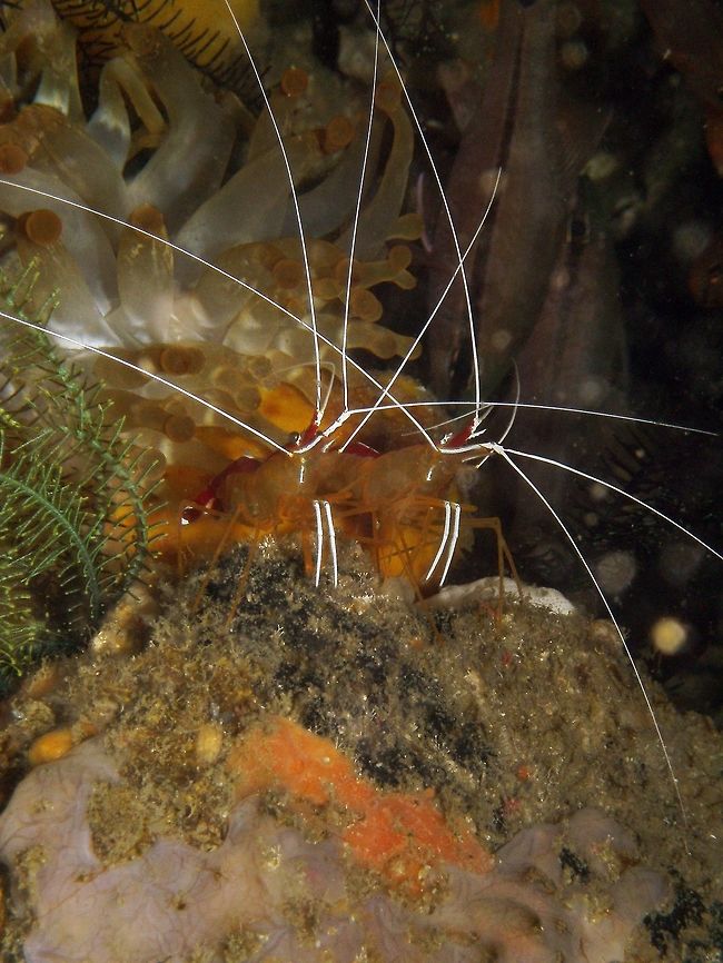 White-banded cleaner shrimp Seen in Malapascua, Philippines (2012). Photo by Mark Bockstael (my husband).<br />
A broken-back shrimp (Hippolytidae) to 6 cm (2 1/4 in.). Red back with white medial stripe from rostrum to tail. Yellow sides and belly. Long white antennae.<br />
Habitat: L. amboinensis is naturally part of the reef ecosystem, and is widespread in the Red Sea and tropical Indo-Pacific. Small groups inhabit shallow recesses, feeding by picking parasites and debris from client fishes.             Fall,Geotagged,Lysmata amboinensis,Philippines