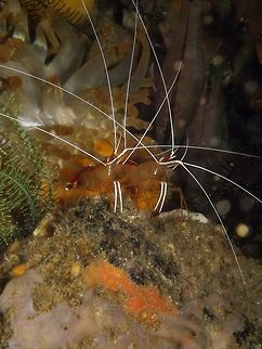 White-banded cleaner shrimp Seen in Malapascua, Philippines (2012). Photo by Mark Bockstael (my husband).
A broken-back shrimp (Hippolytidae) to 6 cm (2 1/4 in.). Red back with white medial stripe from rostrum to tail. Yellow sides and belly. Long white antennae.
Habitat: L. amboinensis is naturally part of the reef ecosystem, and is widespread in the Red Sea and tropical Indo-Pacific. Small groups inhabit shallow recesses, feeding by picking parasites and debris from client fishes.             Fall,Geotagged,Lysmata amboinensis,Philippines