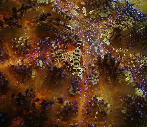 Coleman Shrimp Seen in Malapascua, Philippines (2012). Photo by Mark Bockstael (my husband).
Comensal shrimp (Palaemonidae). To 2 cm (3/4 in.): Yellowish tan undercolor with a pattern of large dark reddish brown spots. Live exclusively in association with Variable Fire Urchin, Asthenosoma varium.
Habitat: West Pacific from Indonesia and Philippines to Australia.             Fall,Geotagged,Periclimenes colemani,Philippines,periclimenes colemani