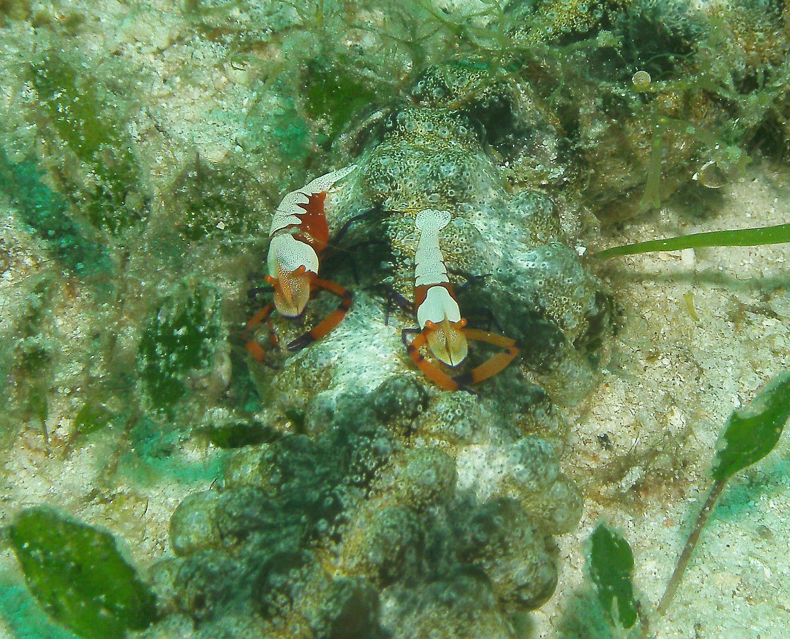 Emperor Shrimp Seen in Malapascua, Philippines (2012). Photo by Mark Bockstael (my husband).<br />
Comensal shrimp (Palaemonidae) that can grow to 2 cm (3/4 in.). Typically red with prominent white pattern on head, back and tail. Orange claw arms with purple claws and joints. Comensal with several species of sea cucumbers and larger nudibranchs. Feed on detritus picked from the sea floor.<br />
Habitat: The emperor shrimp has a wide distribution across the Indo-Pacific. They live in water up to 45 metres (148 ft) in depth.              Emperor shrimp,Fall,Geotagged,Periclimenes imperator,Philippines