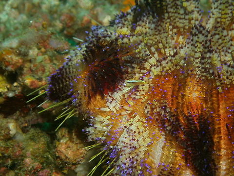 Brook's Urchin Shrimp Seen in Malapascua, Philippines (2012). Photo by Mark Bockstael (my husband).
A tiny comensal shrimp (Palaemonidae). A variey of colors often matching sea star or urchin hosts.
Habitat: Indo Pacific, Japan and Hawaii. Allopontonia brockii,Fall,Geotagged,Philippines