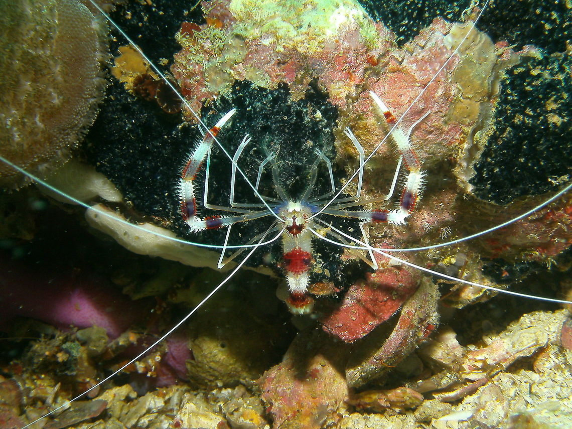 Banded Coral Shrimp Seen in Malapascua, Philippines (2012). Photo by Mark Bockstael (my husband).<br />
Stenopus hispidus reaches a total length of 60 millimetres (2.4 in), and has striking colouration. The ground colour is transparent, but the carapace, abdomen and the large third pereiopod are all banded red and white. The antennae and other pereiopods are white. The abdomen, carapace and third pereiopods are covered in spines.<br />
Habitat:<br />
<br />
Stenopus hispidus lives below the intertidal zone, at depth of up to 210 metres (690 ft), on coral reefs. It is a cleaner shrimp, and advertises to passing fish by slowly waving its long, white antennae. S. hispidus uses its three pairs of claws to remove parasites, fungi and damaged tissue from the fish. Stenopus hispidus has a pan-tropical distribution, extending into some temperate areas. It is found in the western Atlantic Ocean from Canada to Brazil, including the Gulf of Mexico. In Australia it is found as far south as Sydney and it also occurs around New Zealand. Banded coral shrimp,Stenopus hispidus