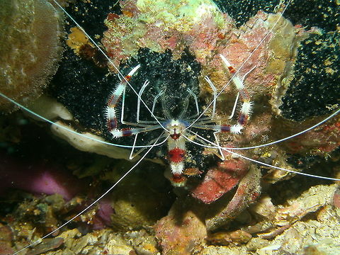 Banded Coral Shrimp Seen in Malapascua, Philippines (2012). Photo by Mark Bockstael (my husband).
Stenopus hispidus reaches a total length of 60 millimetres (2.4 in), and has striking colouration. The ground colour is transparent, but the carapace, abdomen and the large third pereiopod are all banded red and white. The antennae and other pereiopods are white. The abdomen, carapace and third pereiopods are covered in spines.
Habitat:

Stenopus hispidus lives below the intertidal zone, at depth of up to 210 metres (690 ft), on coral reefs. It is a cleaner shrimp, and advertises to passing fish by slowly waving its long, white antennae. S. hispidus uses its three pairs of claws to remove parasites, fungi and damaged tissue from the fish. Stenopus hispidus has a pan-tropical distribution, extending into some temperate areas. It is found in the western Atlantic Ocean from Canada to Brazil, including the Gulf of Mexico. In Australia it is found as far south as Sydney and it also occurs around New Zealand. Banded coral shrimp,Stenopus hispidus