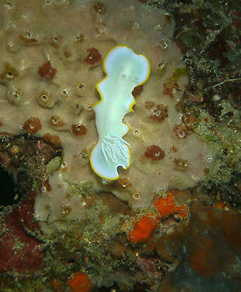 Heron ardeadoris Seen in Cabilao, Philippines (2012). Photo by Mark Bockstael (my husband).
A dorid nudibranch of the Chromodorididae family. White body, rhinophores and gills with thin orangish mantle margin. Up to 10 cm (4 in.) long.
Habitat: West Pacific to Solomon Islands, also Japan.       Ardeadoris egretta,Fall,Geotagged,Philippines
