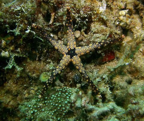 Heffernan's Sea Star Seen in Cabilao, Philippines (2012). Photo by Mark Bockstael (my husband).
A sea star (Ophidiasteridae) to 10 cm (4 in.). Purple with cream colored convex plates scattered along long, thin tapering arms. Five-point central rosette.
Habitat: West Pacific          Celerina heffernani,Fall,Geotagged,Philippines