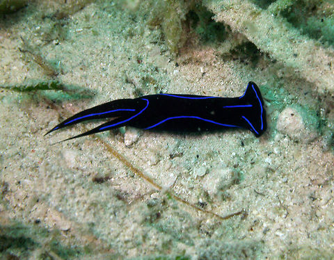 Blue velvet headshield slug Seen in Cabilao, Philippines (2012). Photo by Mark Bockstael (my husband).
Is a headshield slug of the Aglajidae family. Up to 7 cm (2 3/4 in.). Black with bright blue line on head, margins of body and tail. Long, twin tapering tails of unequal length.
Habitat: West Pacific to Solomon I. and Fiji. Chelidonura varians,Fall,Geotagged,Philippines
