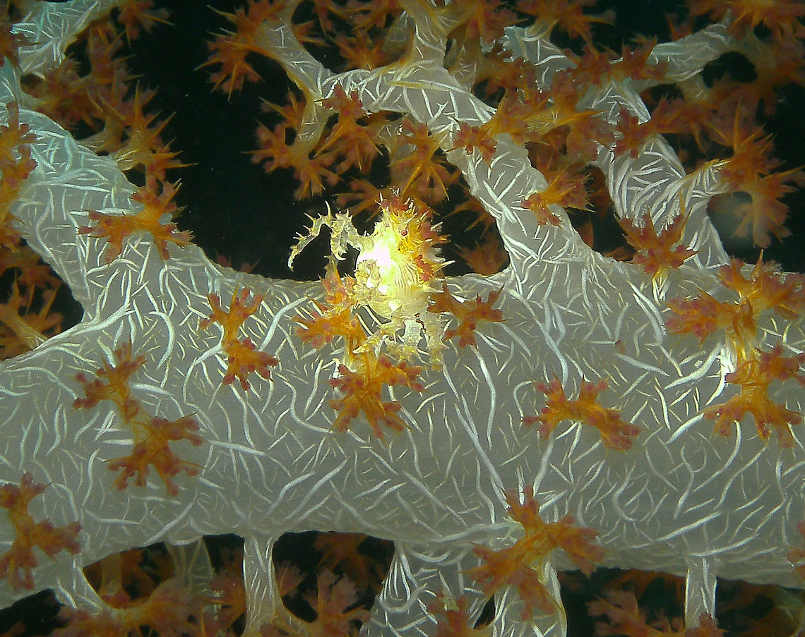 Candy Crab/Soft Coral Crab Seen in Cabilao, Philippines (2012). Photo by Mark Bockstael (my husband).<br />
To 1.5 cm (5/8 in.). Pinkish white with red line, band and spot markings, covered with sharp, spike-like tubercles. Associates with feed in red soft corals Dendronephthya.<br />
Habitat: Indo West Pacific.           <br />
The creature where the cran is located is a soft coral of te genus Dendronephtya, most likely Dendronephtya hemprichi. I will describe this coral in another spotting. Fall,Geotagged,Hoplophrys oatesi,Philippines