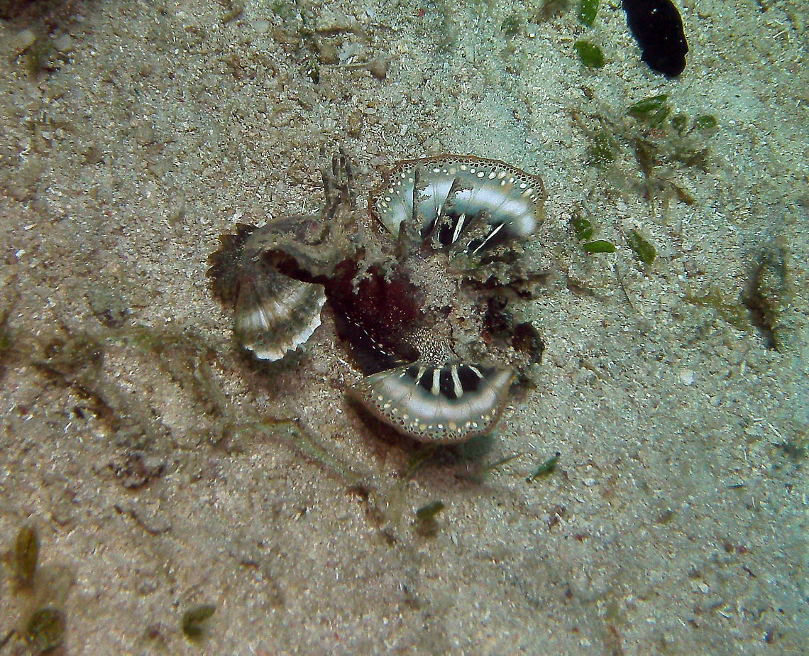 Devil Stinger Seen in Cabilao, Philippines (2012). Photo by Mark Bockstael (my husband).<br />
Inimicus didactylus, also known as Demon Stinger or Devil Stinger, is a member of the Inimicus genus of venomous fishes, closely related to the true stonefishes. It can reach a body length of 25 cm (10 in) and is irregularly surfaced with spines and a knobby appearance. (However this was a very young fish, only about half the size of a persons hand. )<br />
The fish has venomous spines to ward off enemies.The body is red or sandy yellow and well camouflaged on sandy and coral seabeds. It is nocturnal, and often dig itself partially into the sandy seabed during the day. Solitary or in pairs. Sand, rubble, silt and mud of protected inshore reefs in 5-40 m. Asian Pacific: Thailand and SE China to Indonesia, Australia, New Caledonia and Vanuatu.                 Devil stinger,Fall,Geotagged,Inimicus didactylus,Philippines