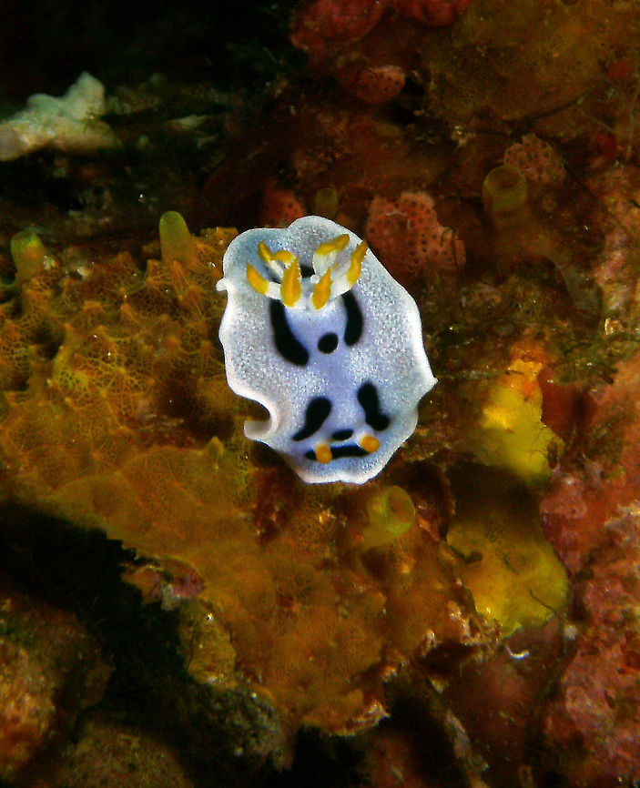 Diana's Chromodoris Seen in Cabilao, Philippines (2012). Photo by Mark Bockstael (my husband). <br />
Is a dorid nudibranch from the family Chromodorididae. Up to 6 cm (2 1/4 in.). Pael blue with fine speckling. White marginal band, occasionally with orange spots. Two black longitudinal, often broken stripes and curved band on head. Orange rhinophores and gill markings.<br />
West Pacific to Guam; also in Japan             Chromodoris dianae,Fall,Geotagged,Philippines