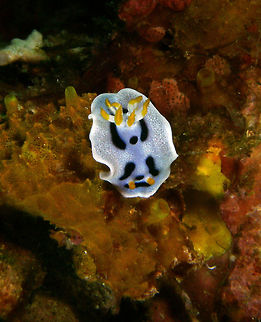 Diana's Chromodoris Seen in Cabilao, Philippines (2012). Photo by Mark Bockstael (my husband). 
Is a dorid nudibranch from the family Chromodorididae. Up to 6 cm (2 1/4 in.). Pael blue with fine speckling. White marginal band, occasionally with orange spots. Two black longitudinal, often broken stripes and curved band on head. Orange rhinophores and gill markings.
West Pacific to Guam; also in Japan             Chromodoris dianae,Fall,Geotagged,Philippines