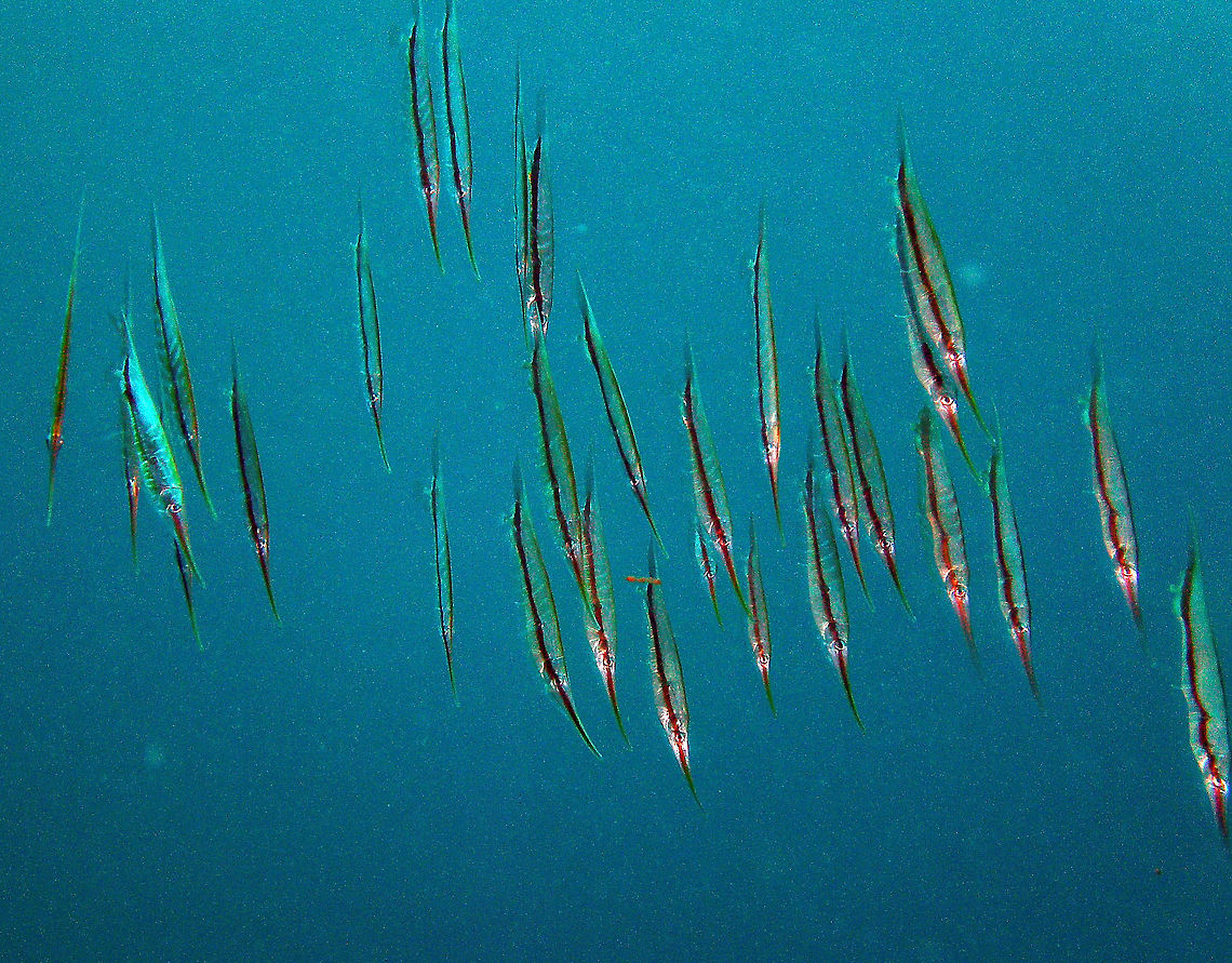 Razorfish Seen in Cabilao, Philippines (2012). Photo by Mark Bockstael (my husband). <br />
Description: Is a member of the family Centriscidae of the order Gasterosteiformes. This unique fish adopts a head-down tail-up position as an adaptation for hiding among sea urchin spines. The dorsal surface of the razorfish is covered by protective bony plates. They extend past the end of the golden yellow body and over the tail fin, which terminates in a sharp spine. A dark band runs the length of the fish. The razorfish can grow up to 6 in (15 cm) in the wild.<br />
Habitat: The razorfish is generally found in coastal waters from the central Indian Ocean to the Red Sea to Hawaii. Its natural habitat includes beds of sea grass and coral reefs, where sea urchins are found. Aeoliscus strigatus,Fall,Geotagged,Philippines