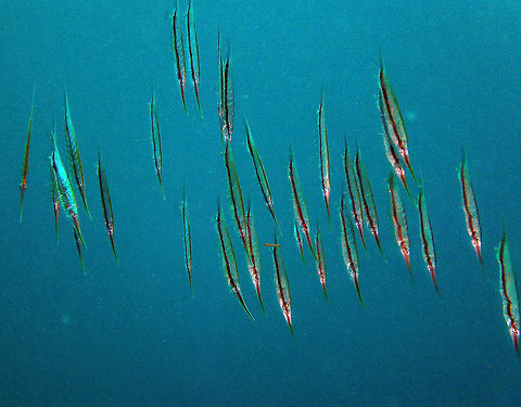 Razorfish Seen in Cabilao, Philippines (2012). Photo by Mark Bockstael (my husband). 
Description: Is a member of the family Centriscidae of the order Gasterosteiformes. This unique fish adopts a head-down tail-up position as an adaptation for hiding among sea urchin spines. The dorsal surface of the razorfish is covered by protective bony plates. They extend past the end of the golden yellow body and over the tail fin, which terminates in a sharp spine. A dark band runs the length of the fish. The razorfish can grow up to 6 in (15 cm) in the wild.
Habitat: The razorfish is generally found in coastal waters from the central Indian Ocean to the Red Sea to Hawaii. Its natural habitat includes beds of sea grass and coral reefs, where sea urchins are found.   Aeoliscus strigatus,Fall,Geotagged,Philippines