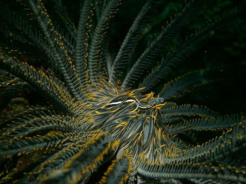 Crinoid clingfish Seen in Cabilao, Philippines (2012). Photo by Mark Bockstael (my husband). 
Gobiesocidae. To 3 cm (1/4 in.): Elongate with short rounded snout. Black to pale reddish brown. White to yellow stripe from eye to tail. Occasionally a 3rd stripe down back. Typically display color of host crinoid.
Habitat: Solitary or in pairs. Coral reefs 8-20 m. East Indo-West Pacific. Clingfish,Crinoid clingfish,Discotrema crinophilum,Fall,Geotagged,Philippines,discotrema_crinophilum