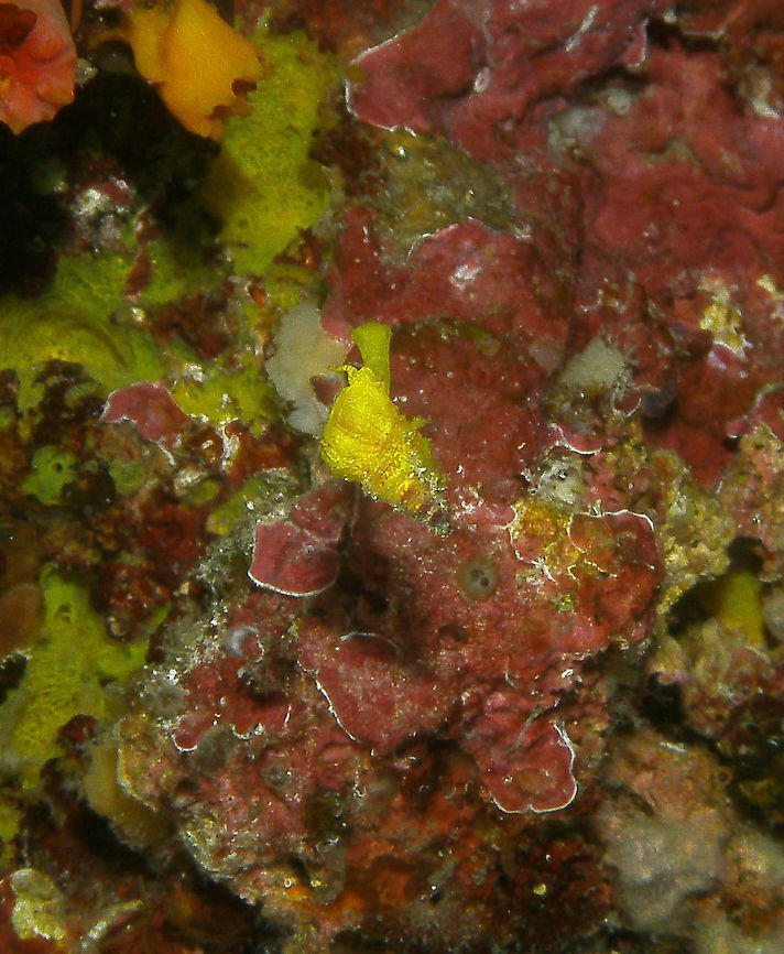 Tube Coral Wentletrap Snail Seen in Cabilao, Philippines (2012). Photo by Mark Bockstael (my husband).  Is a species of small predatory or ectoparasitic sea snail, a marine gastropod mollusc in the family Epitoniidae, the wentletraps. Often known as the yellow or golden wentletrap, because the animal and the shell are a rich yellow in color. The shell size varies between 5 mm and 15 mm (2/3 inch) in length. Its bright yellow color may serve as both camouflage and warning color defense through mimicry; it feeds on yellow corals of the genus Tubastrea.<br />
Habitat: This species has a wide distribution in the Pacific Ocean, from California and Ecuador, to Taiwan and New Zealand. Often found hanging from a thread from the top of reef wall crevices.             Epidendrium billeeanum,Epidendrium sordidum,Fall,Geotagged,Golden Wanteltrap,Philippines