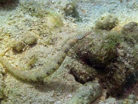 Messmate pipefish Seen in Cabilao, Philippines (2012). Photo by Mark Bockstael (my husband). 
It can grow up to 18 cm (7 in.). It is whitish to pale yellowish with dark wavy or reticulated line stripes, absent on back. Diffuse dark body bars. Usually in pairs, occasionally in aggregations.
Habitat: Coastal and lagoon reefs with corals and sponges in 3-12 m. Indo West Pacific.         Corythoichthys intestinalis,Fall,Geotagged,Philippines