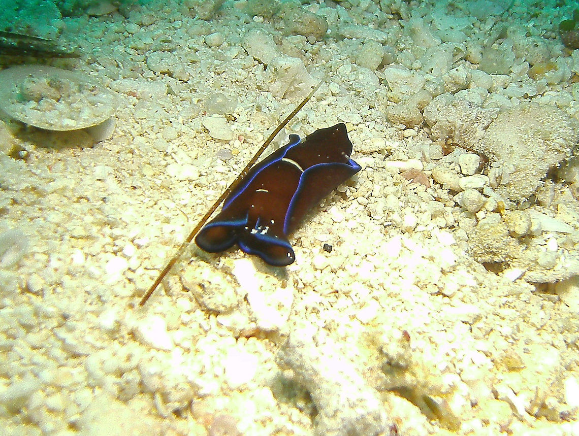 Philinopsis gardineri Seen in Cabilao, Philippines (2012). Photo by Mark Bockstael (my husband). <br />
Philinopsis gardineri is very similar in colour to the related Chelidonura varians from which it can be easily separated by the long pointed posterior tails present in Chelidonura. The Aglajidae are all carnivorous hunters, and species of Philinopsis are usually found burrowing in sand or sandy mud.<br />
Habitat: Wide Indo-West Pacific distribution.<br />
<a href="http://www.seaslugforum.net/find/philgard" rel="nofollow">http://www.seaslugforum.net/find/philgard</a> Fall,Geotagged,Philinopsis gardineri,Philinopsis_gardineri,Philippines
