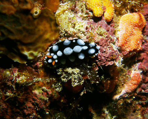 Carlsonhoffi's Phyllidia Seen in Cabilao, Philippines (2012). Photo by Mark Bockstael (my husband). 
Is a dorid nudibranch of the Phyllidiiae family that can reach 7 cm long. Black with yellow capped blue tubercles. Big tubercles alternating with smaller ones. Orange rhinophores. Occurs in West and Central Pacific. Fall,Geotagged,Philippines,Phyllidia carlsonhoffi