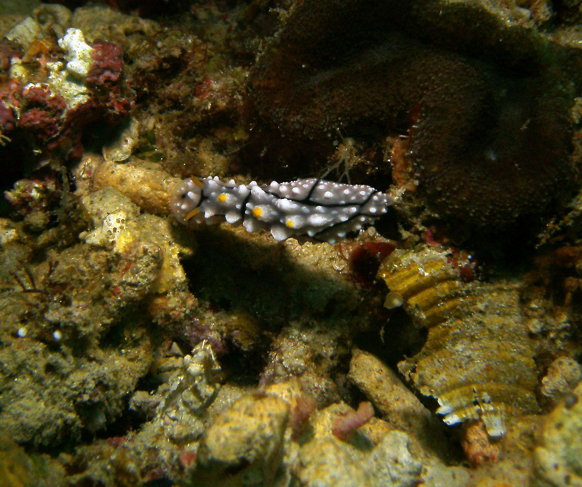 Elegant Phyllidia Seen in Cabilao, Philippines (2012). Photo by Mark Bockstael (my husband). <br />
Phyllidia elegans is a species of sea slug, a dorid nudibranch, a shell-less marine gastropod mollusk in the family Phyllidiidae. This animal can be distinguished by a pale-colored foot having a single median longitudinal black line on the sole, a light pink dorsal tubercles commonly tipped in yellow, and black lines on the lateral margins of the sole.<br />
Habitat: This species has been found in Indonesia, Malaysia, Thailand, the Andaman Sea, Myanmar, the Red Sea, the Mariana Islands, north Sulawesi, Vanuatu and Papua New Guinea. Fall,Geotagged,Philippines,Phyllidia elegans
