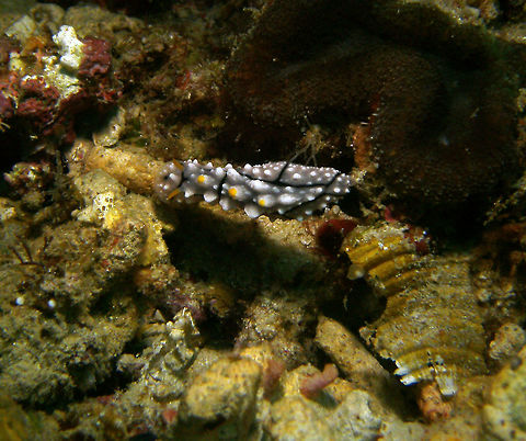 Elegant Phyllidia Seen in Cabilao, Philippines (2012). Photo by Mark Bockstael (my husband).  
Phyllidia elegans is a species of sea slug, a dorid nudibranch, a shell-less marine gastropod mollusk in the family Phyllidiidae. This animal can be distinguished by a pale-colored foot having a single median longitudinal black line on the sole, a light pink dorsal tubercles commonly tipped in yellow, and black lines on the lateral margins of the sole.
Habitat: This species has been found in Indonesia, Malaysia, Thailand, the Andaman Sea, Myanmar, the Red Sea, the Mariana Islands, north Sulawesi, Vanuatu and Papua New Guinea.          Fall,Geotagged,Philippines,Phyllidia elegans