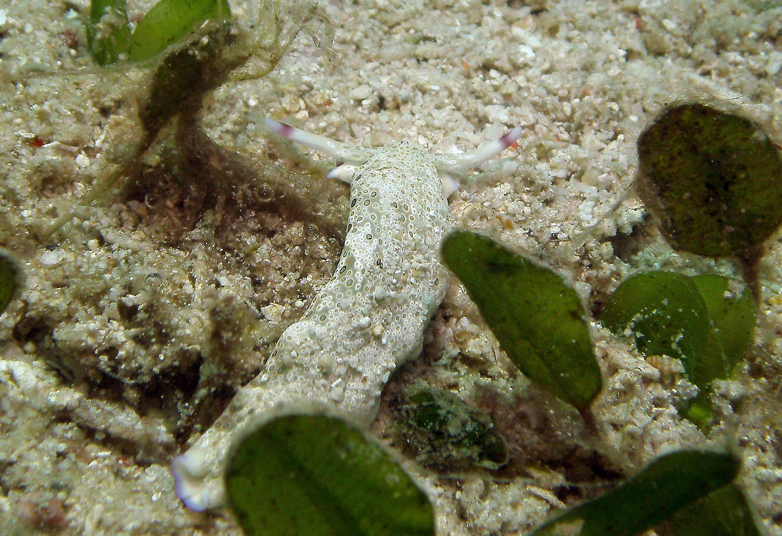 Plakobranchus ocellatus Seen in Cabilao, Philippines (2012). Photo by Mark Bockstael (my husband). Plakobranchus ocellatus is a species of sea slug, a sacoglossan, a marine opisthobranch gastropod mollusk in the family Plakobranchidae. The body is broad, truncate, and rather flattened, up to 4 cm long. The ground colour is usually pale green, beige, or cream with large ocelli (spots similar to eyespots) of cream, brown, pink, and purple in varying shades.The sole of the foot also has ocelli.<br />
Habitat: This species occurs in the Indo-Pacific. These seaslugs live in sheltered, shallow water habitats with stones or gravel and silt.                Fall,Geotagged,Philippines,Plakobranchus ocellatus