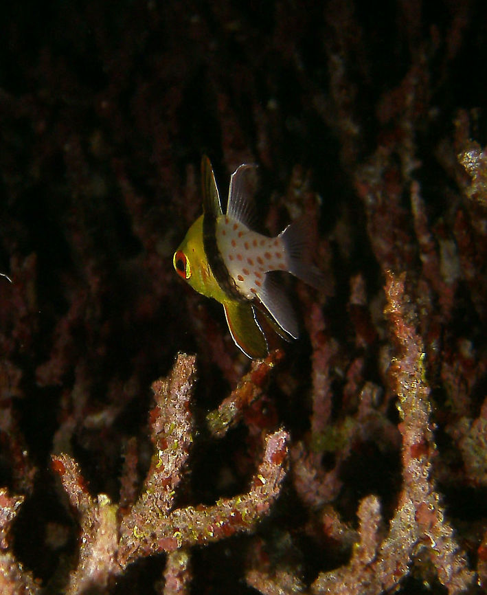Pajama Cardinalfish Seen in Cabilao, Philippines (2012). Photo by Mark Bockstael (my husband).<br />
Is a species of fish belonging to the Apogonidae family. It is a popular aquarium fish. It grows to a total length of about 2.5 inches (8.5 centimeters) and features distinctive red eyes and a broad dark vertical 'waistband' with scattered red spots toward the tail. White with yellow wash on head. Elongate second dorsal fin tip. Form aggregations. Shelter among branching coral thickets of protected bays and lagoons in 1-14 m.<br />
Habitat: West Pacific.        Fall,Geotagged,Pajama Cardinalfish,Philippines,Sphaeramia nemanoptera