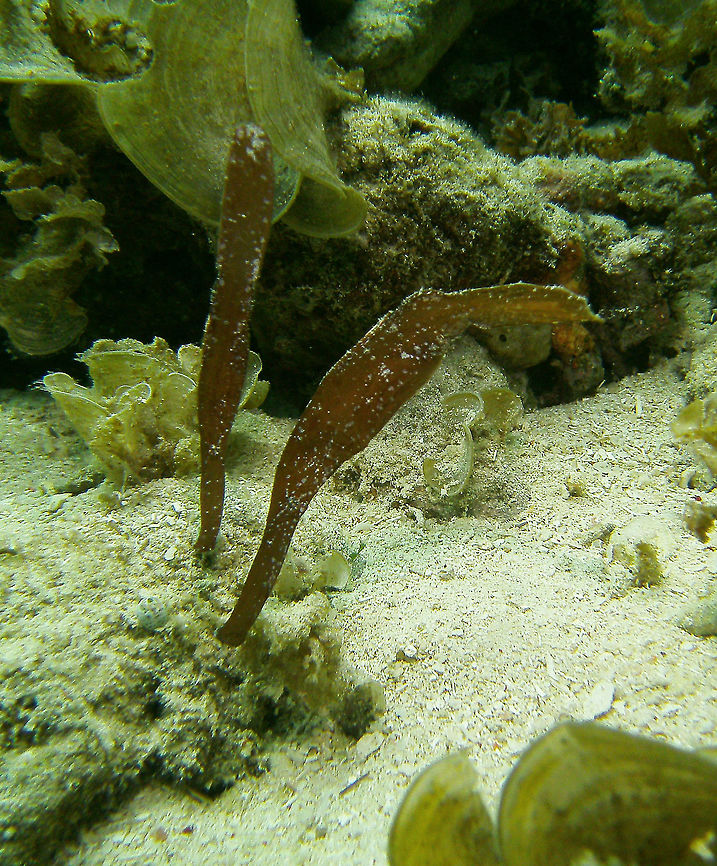 Robust Ghost Pipefish Seen in Cabilao, Philippines (2012). Photo by Mark Bockstael (my husband).<br />
Solenostomus cyanopterus can reach a length of 17 centimetres (6.7 in) and it is the largest of the ghost pipefishes. The body may be grey, brown, pink, yellow or bright green, with small black and white dots.[1] This cryptic species looks very similar to a drifting piece of seagrass. Caudal fin may be truncate, rounded, or lanceolate. Caudal peduncle is quite short or absent. Pelvic fin is sexually dimorphic. It is an uncommon species related to pipefishes and seahorses. It can be distinguished by the presence of the pelvic fins, the prominent spiny dorsal fin, and 27-35 star-shaped plates on the skin. These fishes float near motionlessly, with the mouth facing downwards, around a background that makes them nearly impossible to see. They feed on tiny crustaceans, sucked inside through their long snout. They live in open waters except during breeding, when they find a coral reef or muddy bottom, changing color and shape to minimize visibility. Unlike true pipefish, female ghostpipefishes use their enlarged pelvic fins to brood their eggs until they hatch.<br />
Habitat:<br />
<br />
Robust ghost pipefish is mostly pelagic and reef-associated. When it settles on the substrate for breeding, it can be found on coastal reefs and weedy areas, at a depth of 2&ndash;25 metres (6 ft 7 in&ndash;82 ft 0.3 in) This species lives in the Red Sea and in the tropical Indo-Pacific, from the coast of East Africa to Fiji, southern Japan and Australia.                 Fall,Geotagged,Philippines,Robust ghost pipefish,Solenostomus cyanopterus