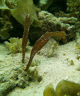 Robust Ghost Pipefish Seen in Cabilao, Philippines (2012). Photo by Mark Bockstael (my husband).
Solenostomus cyanopterus can reach a length of 17 centimetres (6.7 in) and it is the largest of the ghost pipefishes. The body may be grey, brown, pink, yellow or bright green, with small black and white dots.[1] This cryptic species looks very similar to a drifting piece of seagrass. Caudal fin may be truncate, rounded, or lanceolate. Caudal peduncle is quite short or absent. Pelvic fin is sexually dimorphic. It is an uncommon species related to pipefishes and seahorses. It can be distinguished by the presence of the pelvic fins, the prominent spiny dorsal fin, and 27-35 star-shaped plates on the skin. These fishes float near motionlessly, with the mouth facing downwards, around a background that makes them nearly impossible to see. They feed on tiny crustaceans, sucked inside through their long snout. They live in open waters except during breeding, when they find a coral reef or muddy bottom, changing color and shape to minimize visibility. Unlike true pipefish, female ghostpipefishes use their enlarged pelvic fins to brood their eggs until they hatch.
Habitat:

Robust ghost pipefish is mostly pelagic and reef-associated. When it settles on the substrate for breeding, it can be found on coastal reefs and weedy areas, at a depth of 2&ndash;25 metres (6 ft 7 in&ndash;82 ft 0.3 in) This species lives in the Red Sea and in the tropical Indo-Pacific, from the coast of East Africa to Fiji, southern Japan and Australia.                 Fall,Geotagged,Philippines,Robust ghost pipefish,Solenostomus cyanopterus