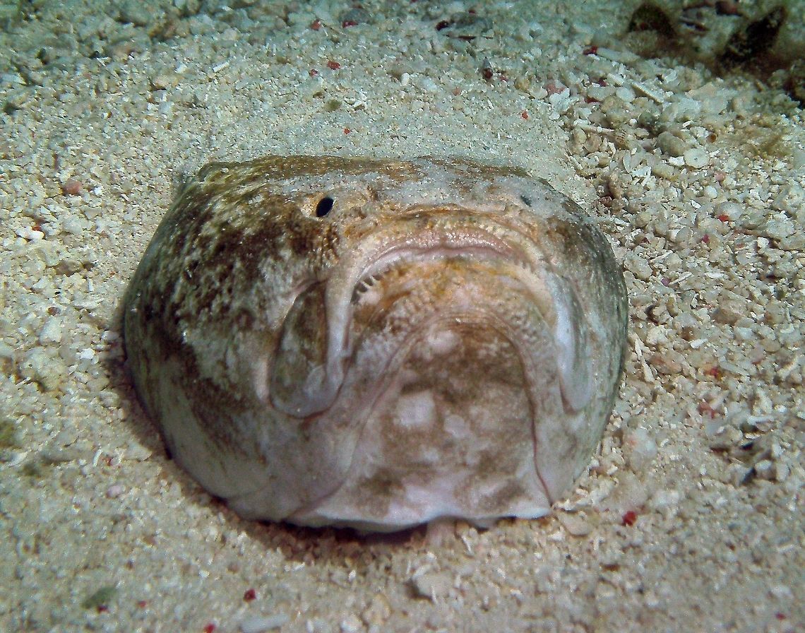 Whitemargin Stargazer Seen in Cabilao, Philippines (2012). Photo by Mark Bockstael (my husband).<br />
..A monster from the abyss... It can grow to 27 cm(10 3/4 in.). White to pale gray with reddish brown to charcoal spots, also blotches and reticulations. Large rounded head with upturned mouth. Small eyes. It typically buries on the sand with only the eyes and the mouth exposed and ambushes its prey camouflaged in this way.<br />
Habitat: Solitary, bury in sand. Coastal waters in 5 to at least 50 m. Asian Pacific.             Fall,Geotagged,Philippines,Uranoscopus sulphureus,Whitemargin stargazer