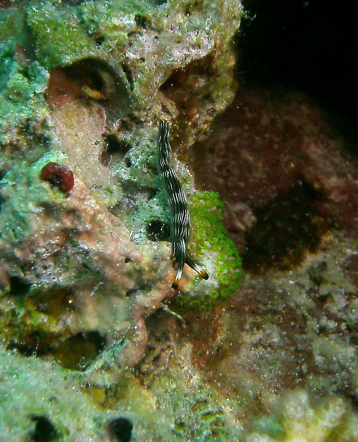 Gracile Thuridilla Seen in Cabilao, Philippines (2012). Photo by Mark Bockstael (my husband).<br />
Thuridilla gracilis is a species of sea slug, a sacoglossan, a marine gastropod mollusk in the family Plakobranchidae. This species can be up to 25 mm in size. The body is partially covered by the fold of the lateral parapodia. The mantle is black and crossed by multiple fine white longitudinal lines (eight to ten) punctuated sometimes with blue spots. The border of the lapel of the parapodia and rhinophores is often orange. The smooth rhinophores can be whitish without any lines.<br />
Habitat: It is an Indo-Pacific species that lives in or near coral reefs and eats algae. Fall,Geotagged,Philippines,Thuridilla gracilis