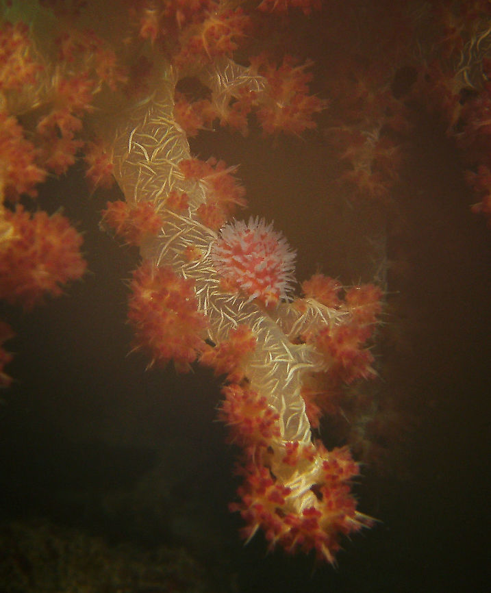 Ridged egg cowrie Seen in Cabilao, Philippines (2012). Photo by Mark Bockstael (my husband).        <br />
A 1.3 cm (1/2 in.) snail of the allied cowries (Ovulidae). Mantle has fine pink, red or purple net pattern that weaves around tall unbranched filaments. Shell cream with vague tan markings.<br />
Habitat: Inhabits soft corals. West Pacific from Philippines to NE Australia and also Japan.       Diminovula culmen,Fall,Geotagged,Philippines