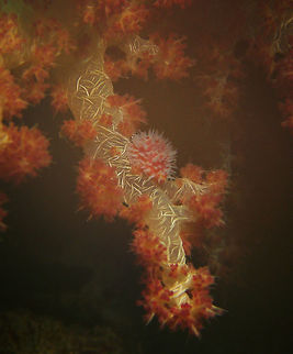 Ridged egg cowrie Seen in Cabilao, Philippines (2012). Photo by Mark Bockstael (my husband).        
A 1.3 cm (1/2 in.) snail of the allied cowries (Ovulidae). Mantle has fine pink, red or purple net pattern that weaves around tall unbranched filaments. Shell cream with vague tan markings.
Habitat: Inhabits soft corals. West Pacific from Philippines to NE Australia and also Japan.       Diminovula culmen,Fall,Geotagged,Philippines