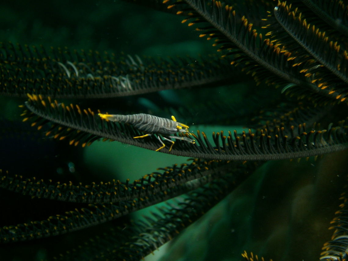 Ambon crinoid shrimp Seen in Cabilao, Philippines (2012). Photo by Mark Bockstael (my husband).<br />
A commensal shrimp of the Palaemonidae. To 2 cm (3/4 in.), with white eyestalks and rostrum usually with some white on tip of tail. Color matches host crinoid.<br />
Habitat: Indo Pacific. Fall,Geotagged,Laomenes amboinensis,Philippines