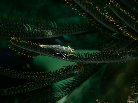 Ambon crinoid shrimp Seen in Cabilao, Philippines (2012). Photo by Mark Bockstael (my husband).
A commensal shrimp of the Palaemonidae. To 2 cm (3/4 in.), with white eyestalks and rostrum usually with some white on tip of tail. Color matches host crinoid.
Habitat: Indo Pacific. Fall,Geotagged,Laomenes amboinensis,Philippines