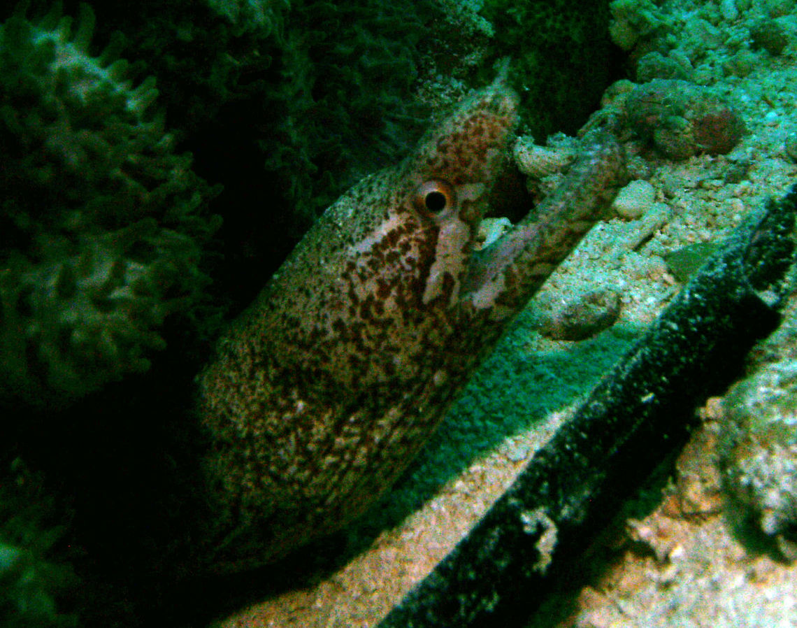 Barred-Fin Moray Seen in Cabilao, Philippines (2012). Photo by Mark Bockstael (my husband).<br />
Is a tan moray with 2-4 longitudinal rows of brown blotches on body and bars on fins. Pale bands and blotches on jaws, dark band at rear edge of eye. It can reach 80 cm (2 3/4 ft.).<br />
Habitat: Solitary. Inhabit reef crevices, mainly of outer slopes in 4-40 m. Indo-Pacific.       Fall,Geotagged,Gymnothorax zonipectis,Philippines