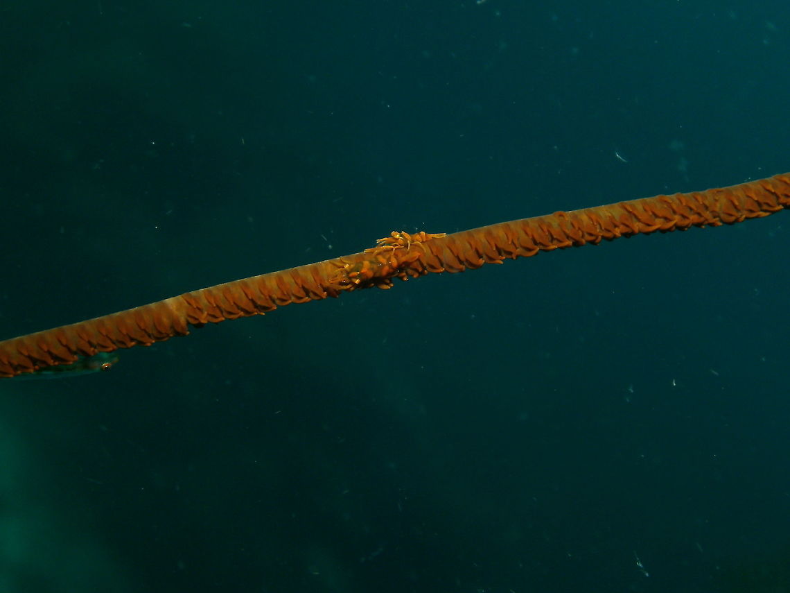 Zanzibar Whip Coral Shrimp Seen in Cabilao, Philippines (2012). Photo by Mark Bockstael (my husband).<br />
Tiny! only grow up to 1.5cm. They have a prominent pointed projection on hump of carapace. Tint of translucent body and broad bands match black coral hosts Cirrhipathes sp (which in spite of the name, are red). These shrimps are most often seen in pairs, and females are twice as large as males. Habitat: Indo Pacific, Australia, New Caledonia, Japan.<br />
<a href="http://reefguide.org/pixhtml/dasycariszanzibarica1.html" rel="nofollow">http://reefguide.org/pixhtml/dasycariszanzibarica1.html</a> Dasycaris zanzibarica,Dasycaris_zanzibarica,Fall,Geotagged,Philippines